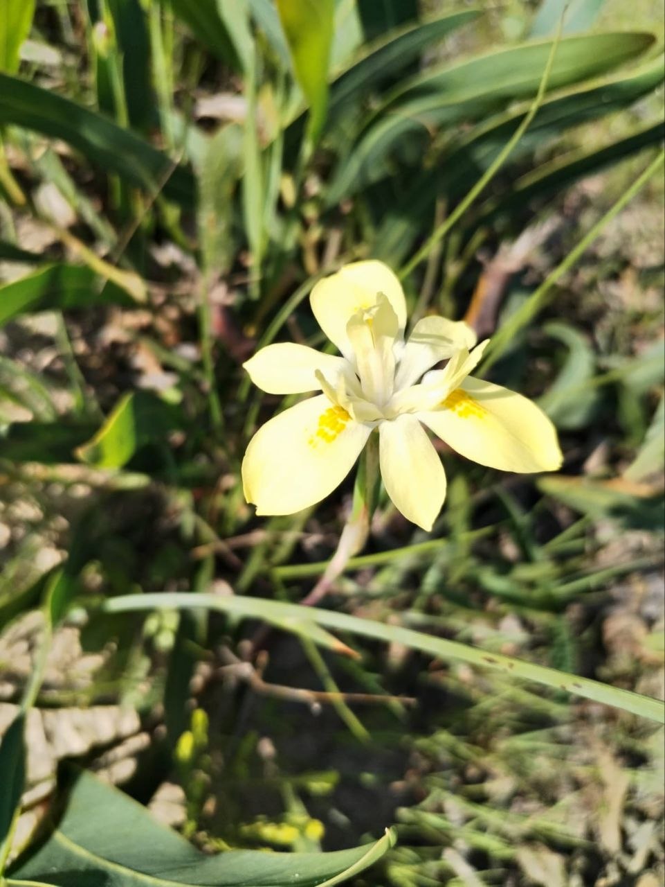 Cape Tulip (Moraea sp.) at Penhill