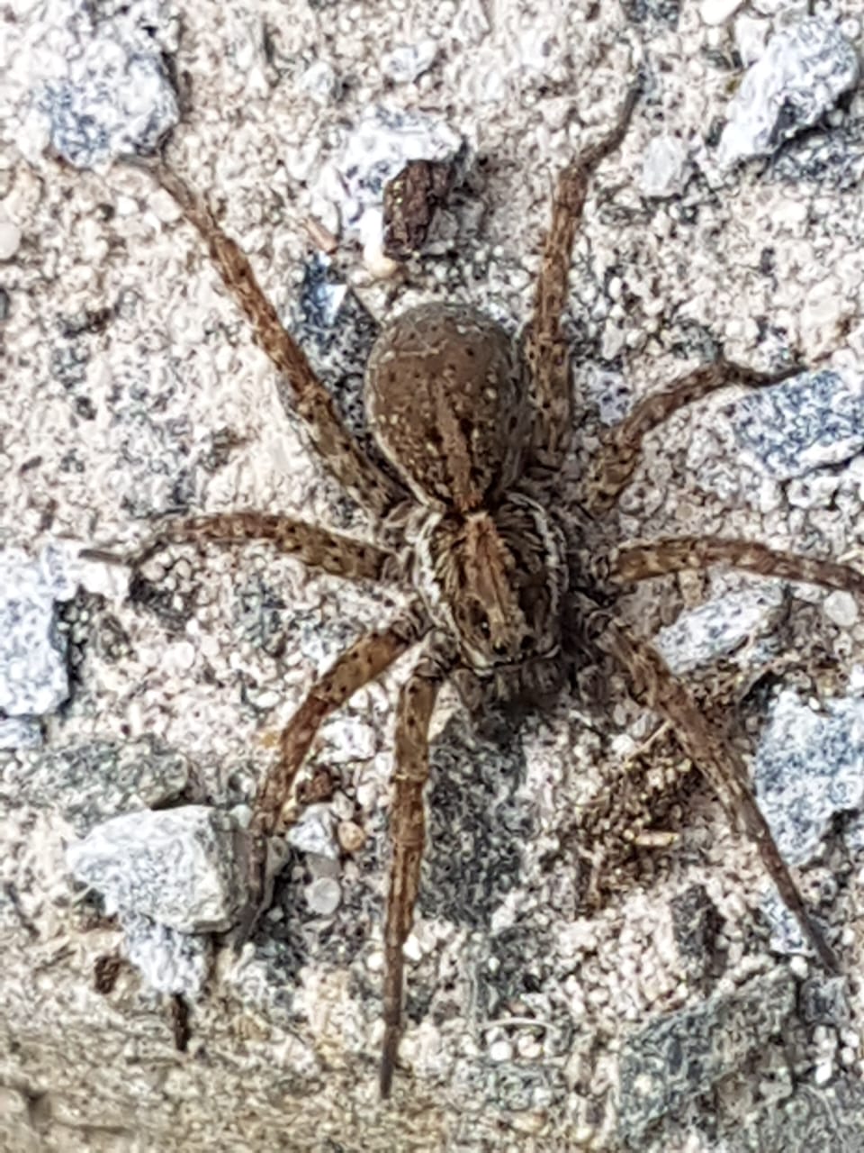 Wolf spider at Penhill