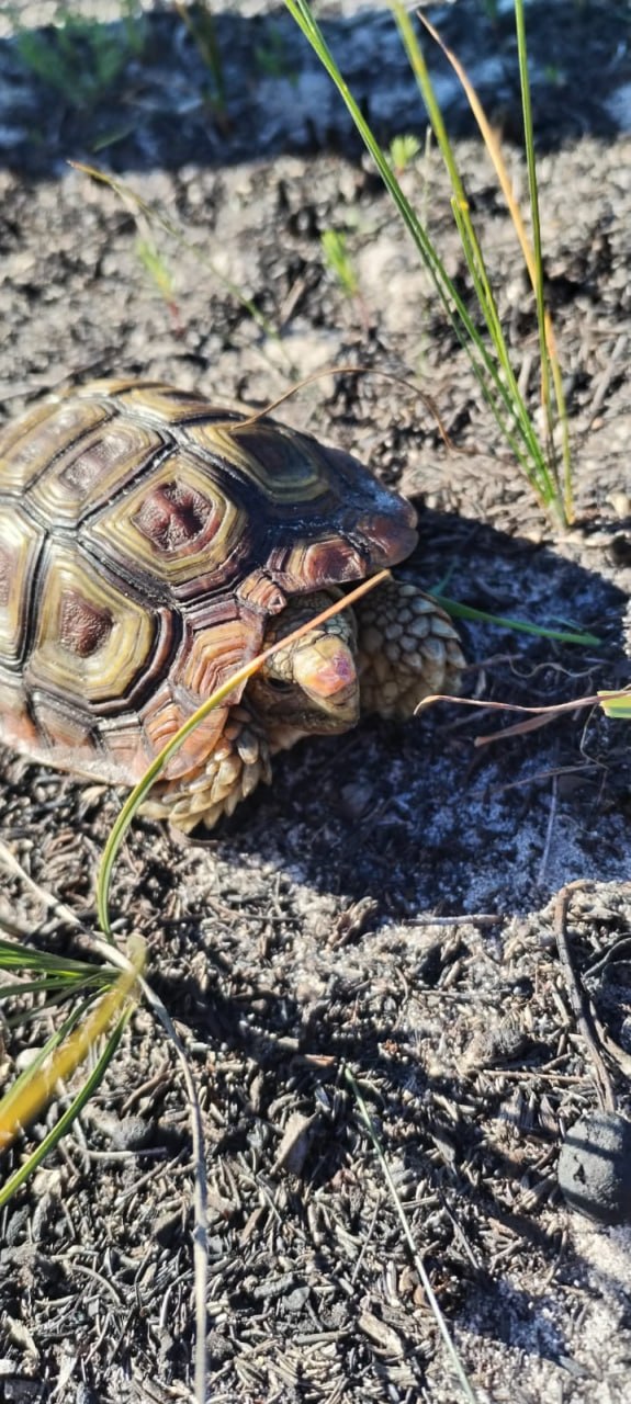 Angulate Tortoise (Chersina angulata) at Penhill