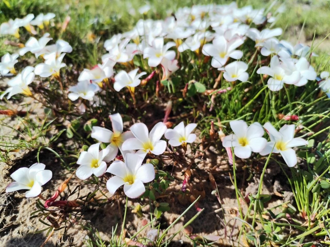 Wood Sorrel (Oxalis sp.) carpet at Penhill