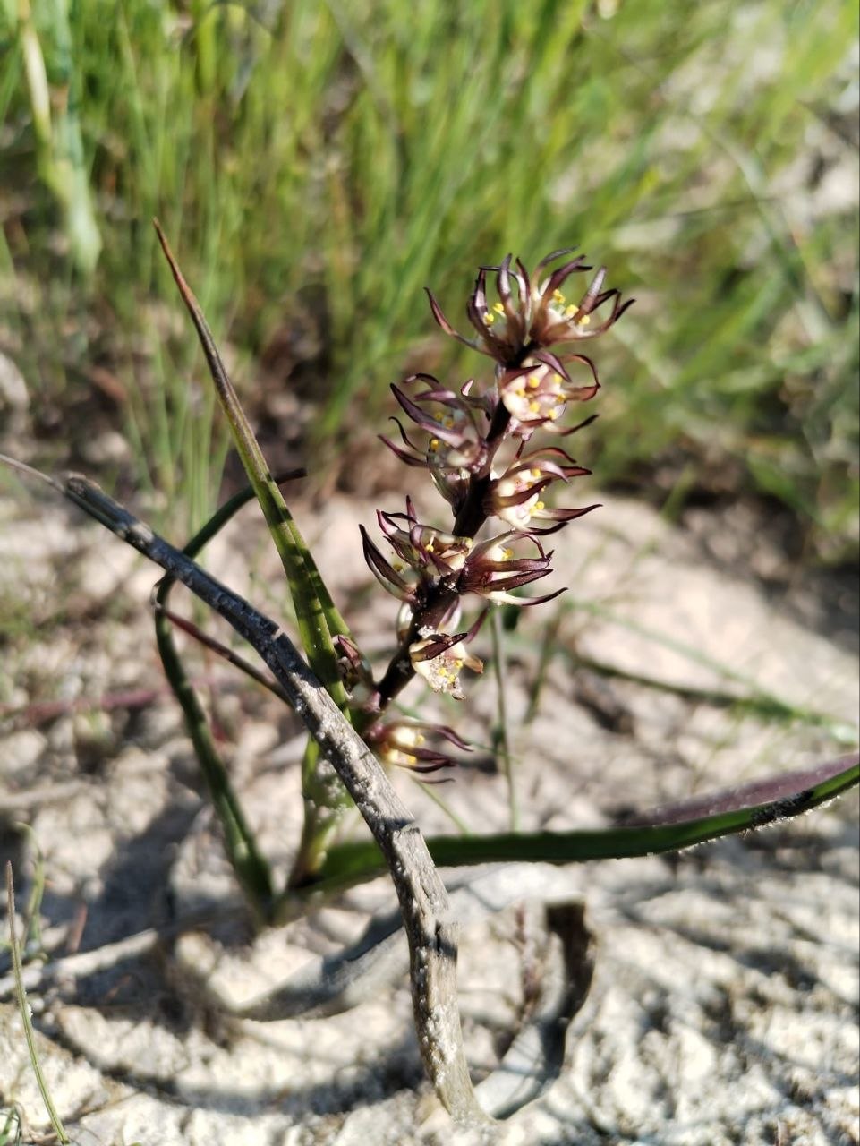 Wurmbea spicata at Penhill