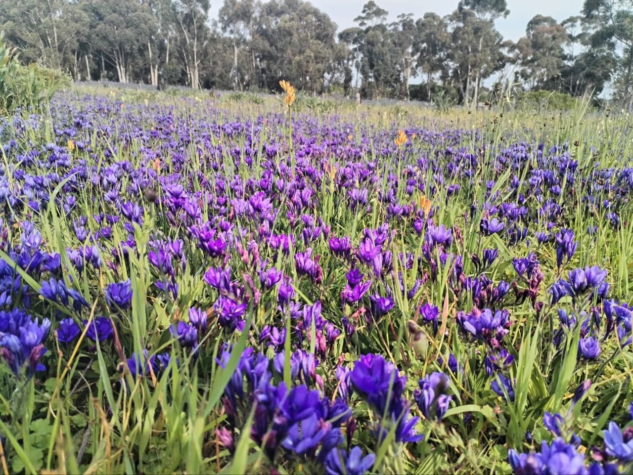 Babiana angustifolia vlei carpet at Penhill