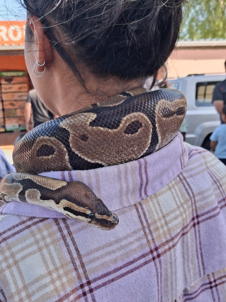 A ball python draped around a visitor's neck at the Penhill Snake Show