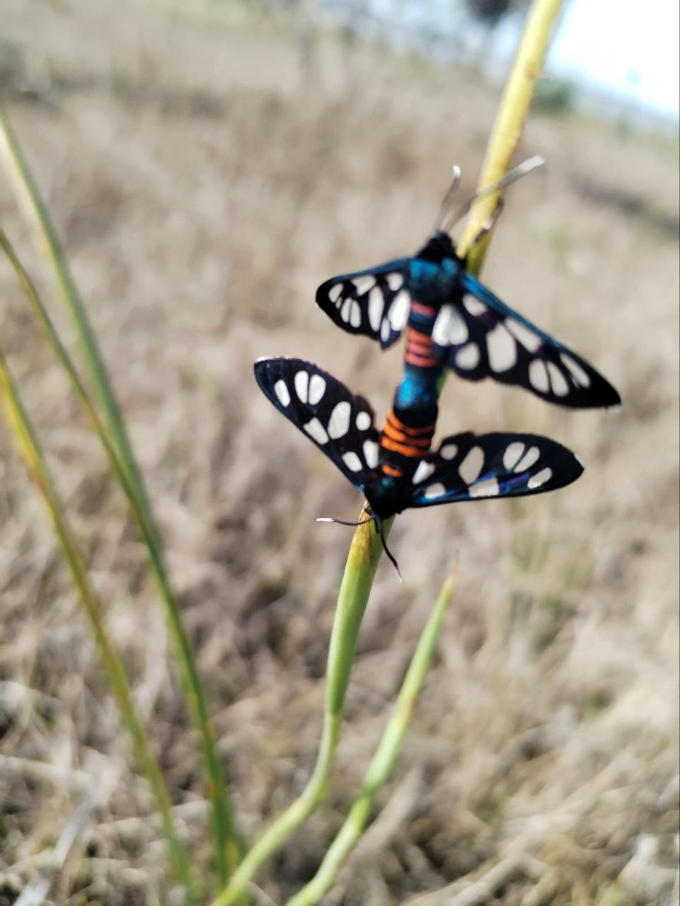 Wasp Moth (Amata sp.) mating pair at Penhill