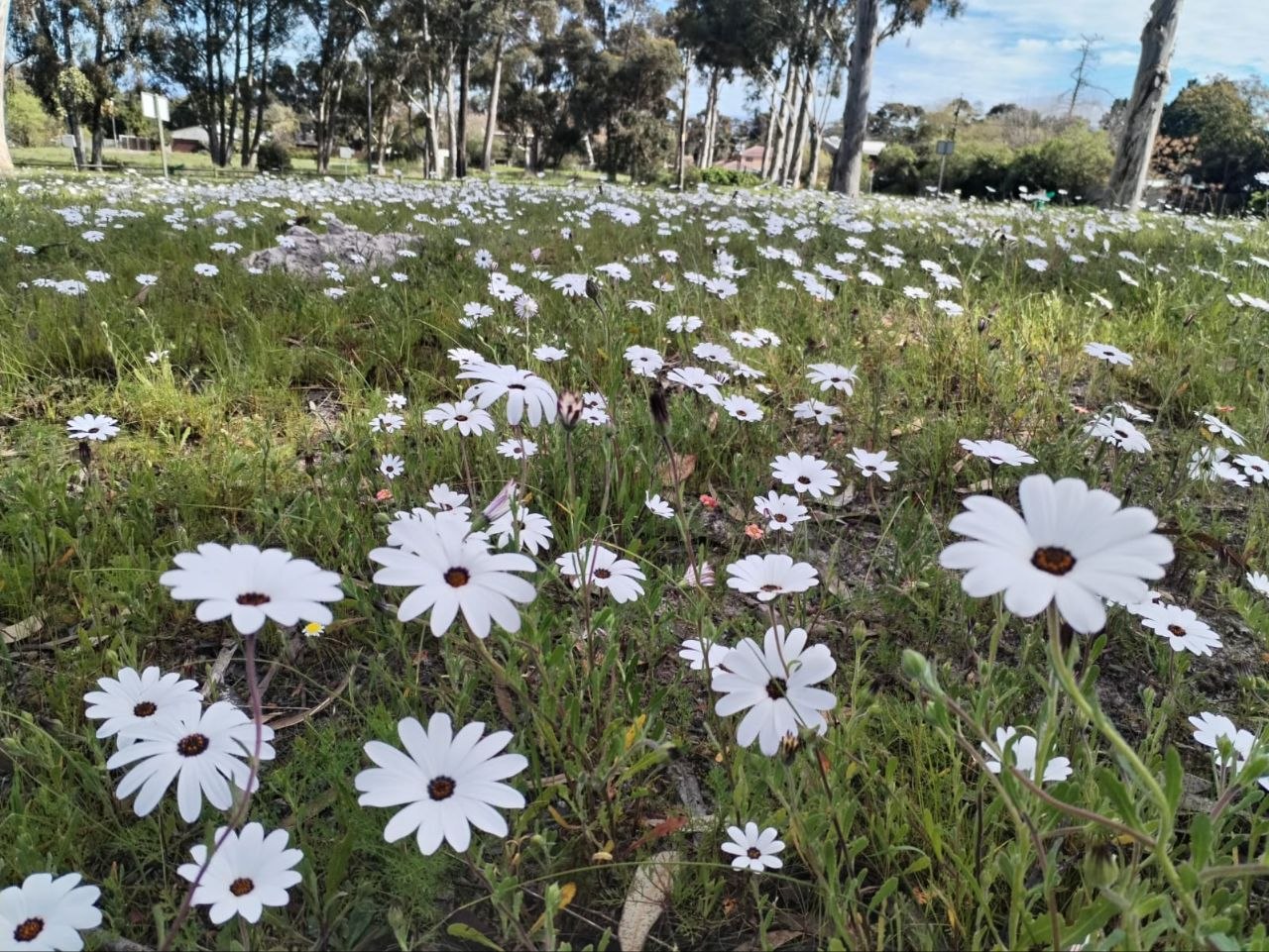 Rain Daisy meadow at Penhill