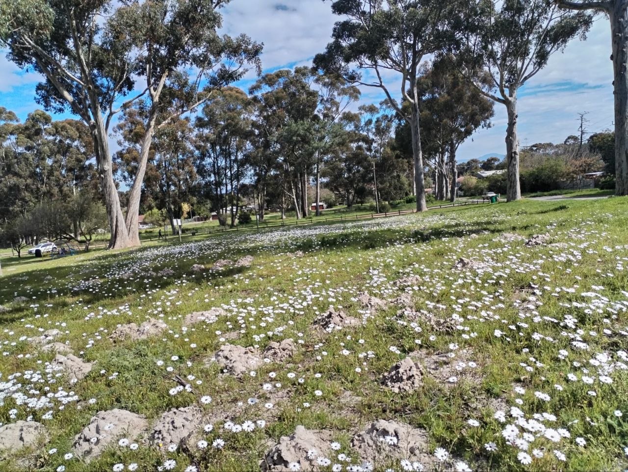 Rain Daisy meadow, second view, at Penhill