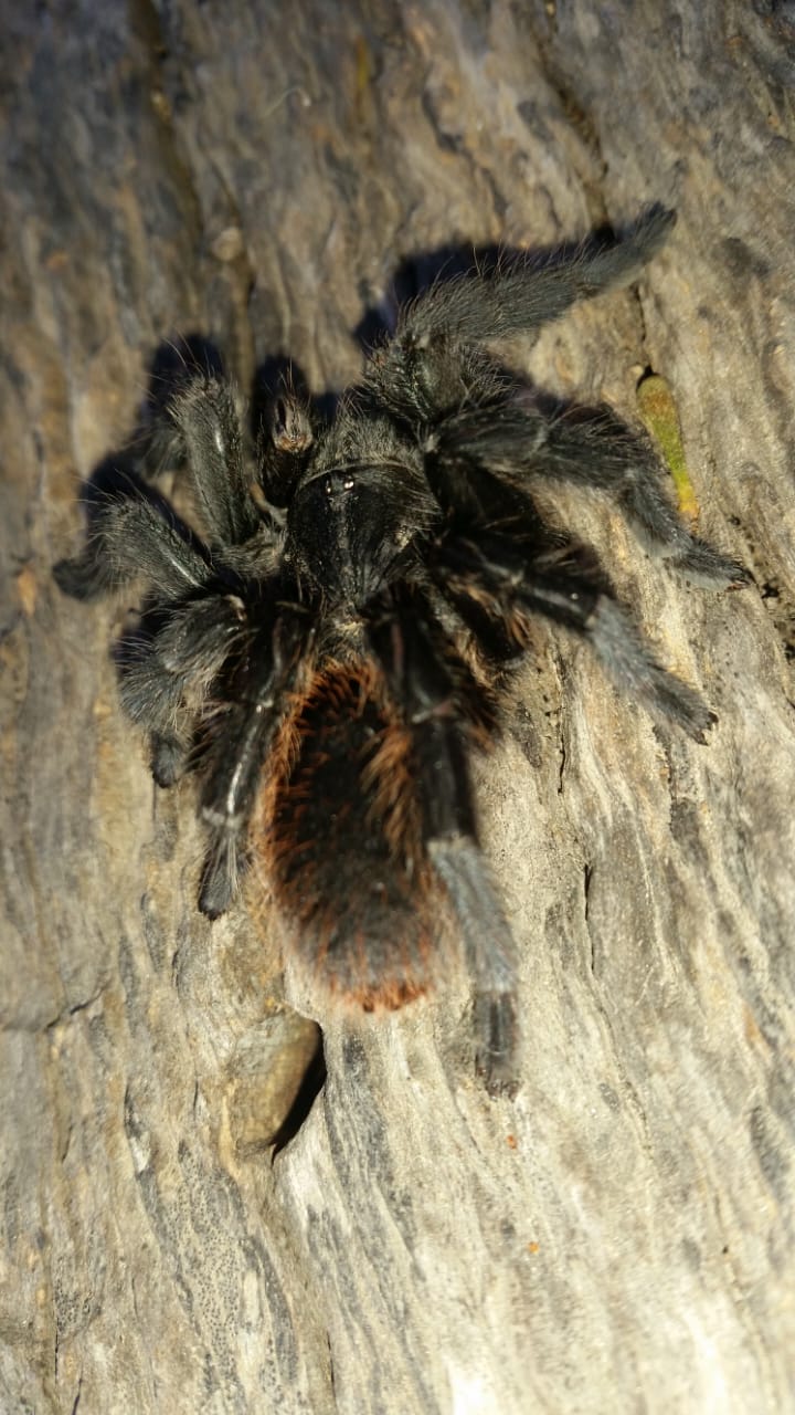 Baboon spider (Theraphosidae) on tree bark at Penhill
