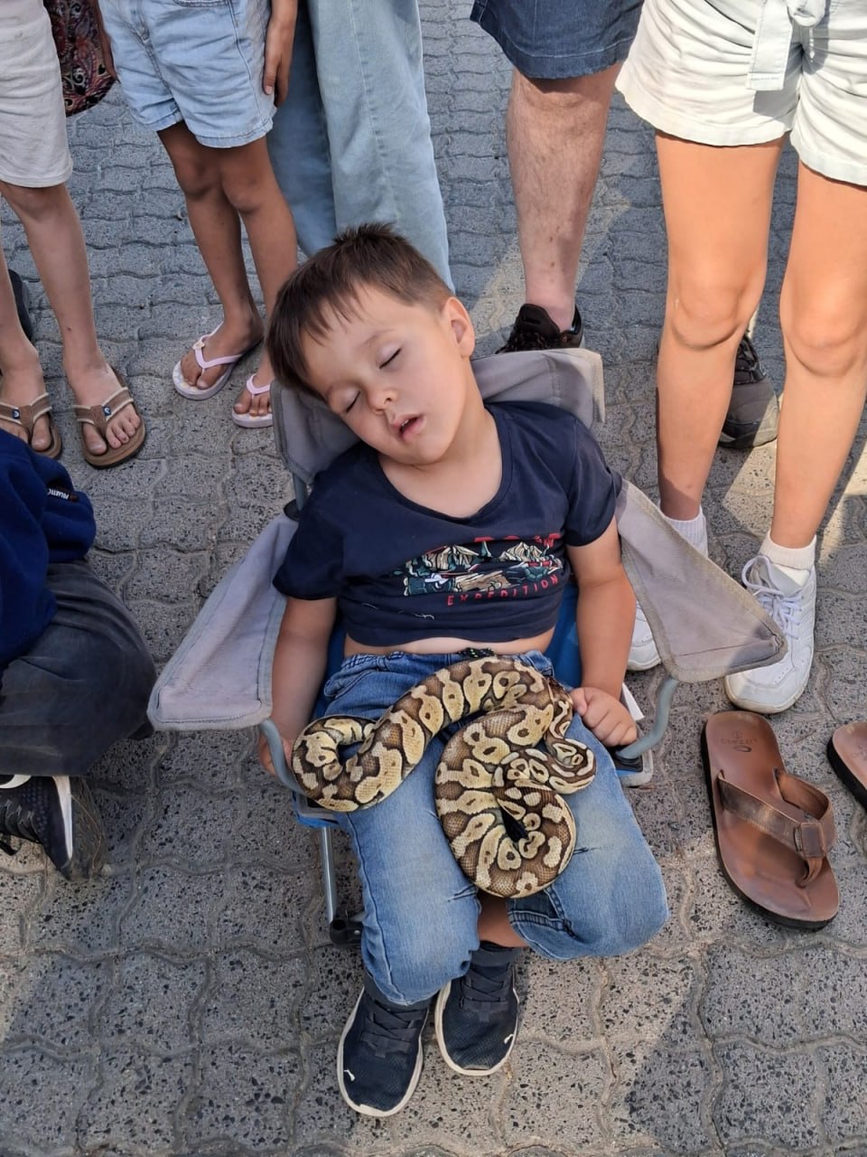 A sleeping child in a camp chair with a ball python coiled on his lap at the Penhill Snake Show